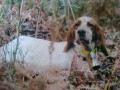 Setter Anglais AVEN DE L'ECHO DE LA FORET Setter Anglais AVEN DE L'ECHO DE LA FORET